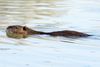 Ein Nutria auf  "Schleichfahrt", aufgenommen in Il Sito di Manzolino