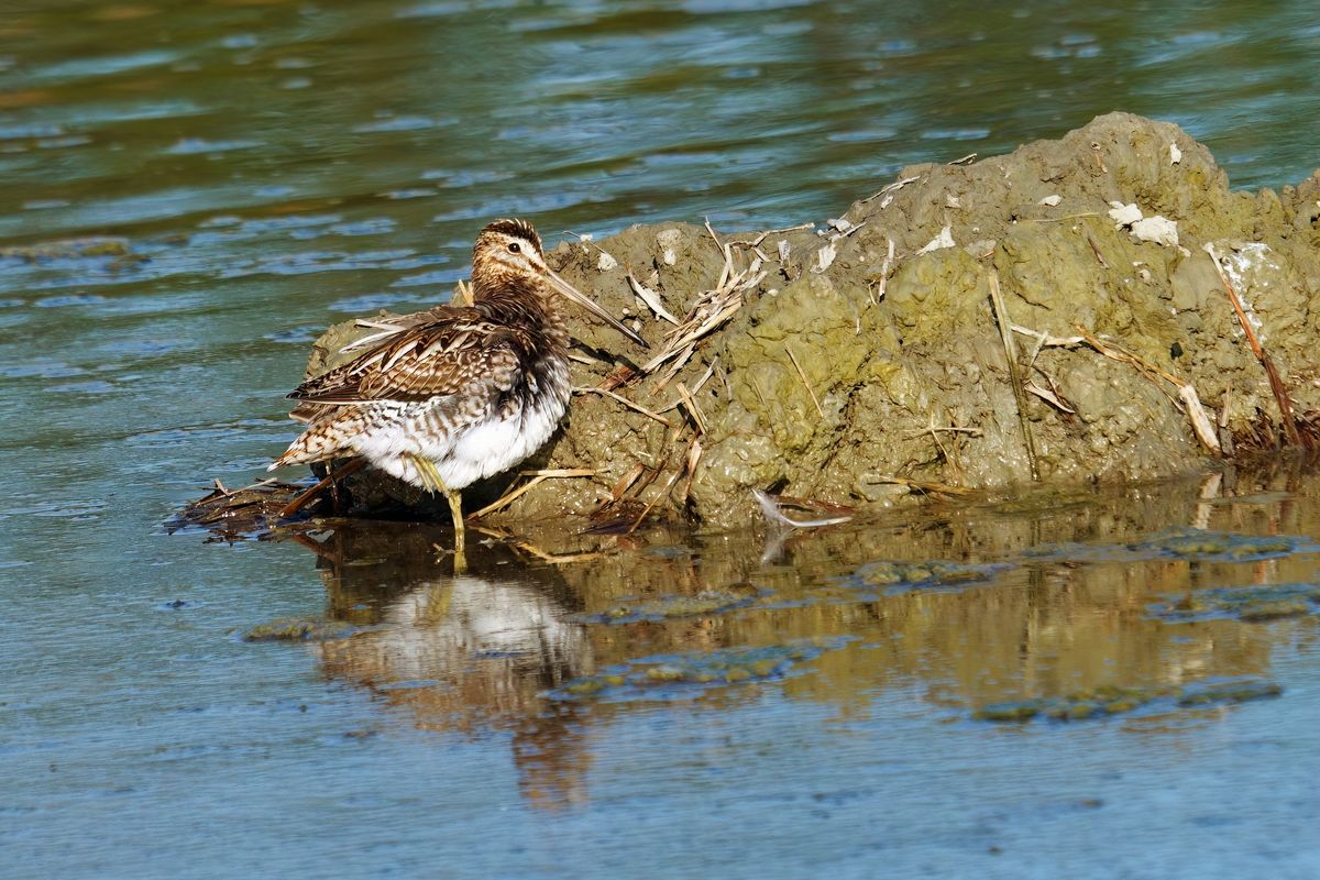 Die Bekassine (Gallinago gallinago), auch Sumpfschnepfe genannt, aufgenommen in Il Sito di Manzolino