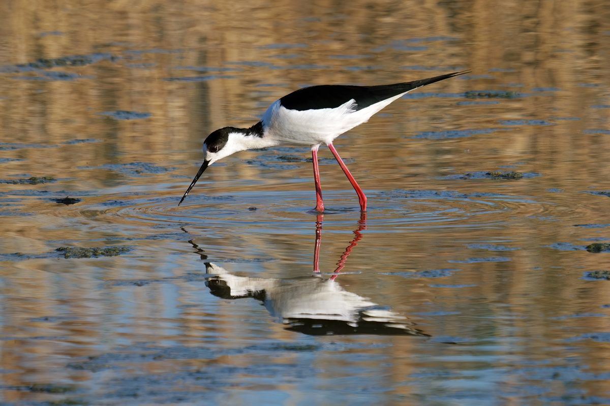 Ein Stelzenläufer (Himantopus himantopus), aufgenommen in Il Sito di Manzolino