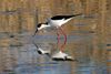 Ein Stelzenläufer (Himantopus himantopus), aufgenommen in Il Sito di Manzolino