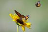 Ein wunderschöner Monarchfalter (Danaus plexippus) oder Amerikanische Monarch und ein Bordered Patch Butterfly. Location: Fort Worth in Texas