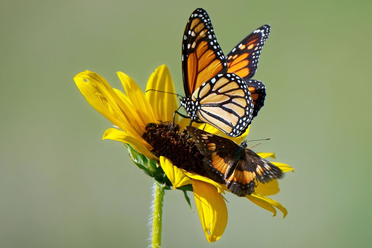 Ein wunderschöner Monarchfalter (Danaus plexippus) oder Amerikanische Monarch und ein Bordered Patch Butterfly. Location: Fort Worth in Texas