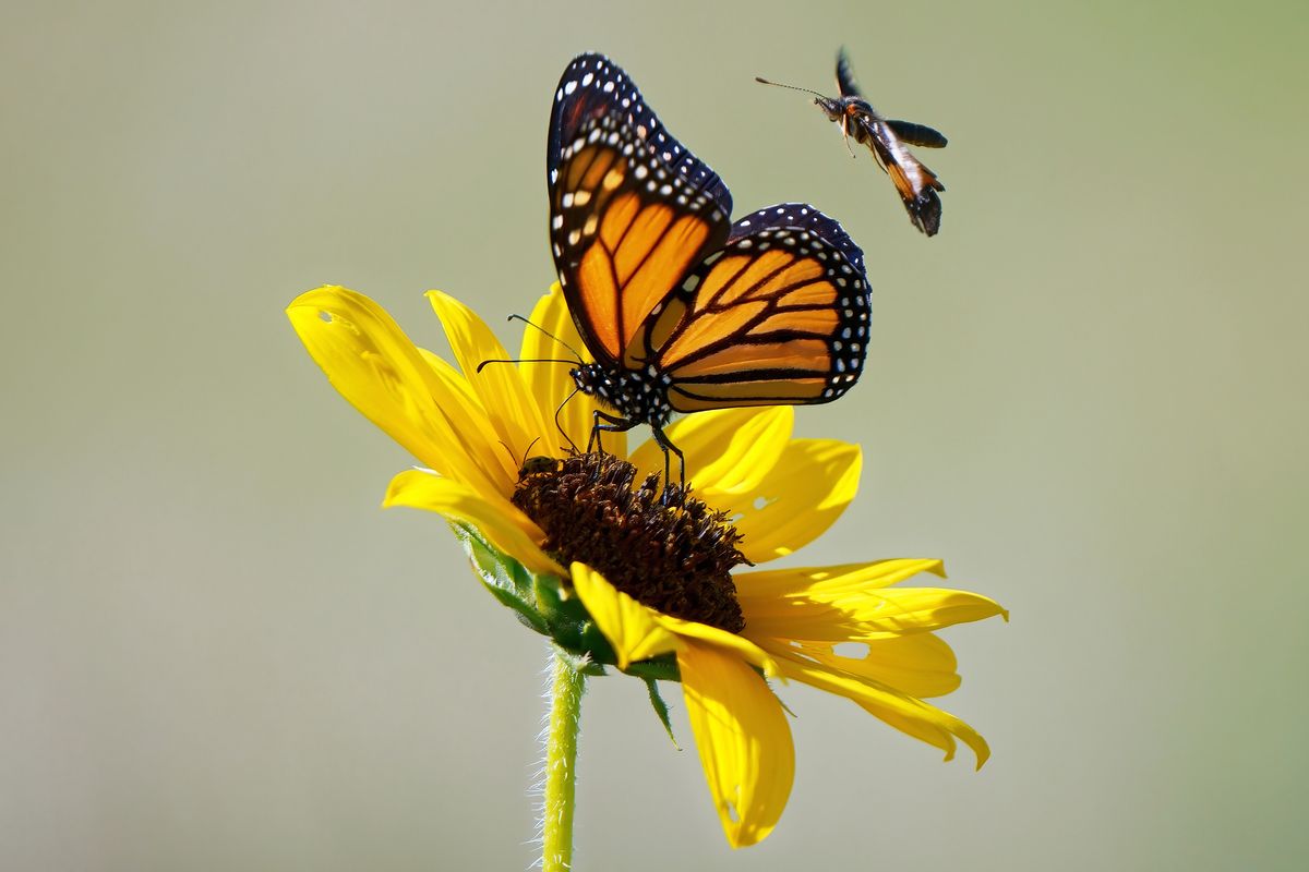 Ein wunderschöner Monarchfalter (Danaus plexippus) oder Amerikanische Monarch und ein Bordered Patch Butterfly. Location: Fort Worth in Texas