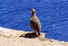 Ein Steinhuhn (Alectoris graeca) aufgenommen auf dem Tempel des Poseidon am Kap Sounion, Griechenland 2024. Das Bild entstand notgedrungen mit einer Sony Alpha 99II in Verbindung mit dem Sigma 24-105mm Art in APS-C / Super 35mm Modus, mit 157mm (35 mm Equivalent)