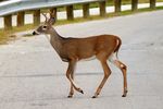 Ein Deer ( Hirsch ) beim Überqueren einer Straße mit Leitplanken in Fort Worth.