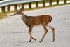 Ein Deer ( Hirsch ) beim Überqueren einer Straße mit Leitplanken in Fort Worth.