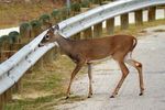 Ein Deer ( Hirsch ) beim Überqueren einer Straße mit Leitplanken in Fort Worth.