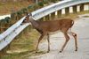 Ein Deer ( Hirsch ) beim Überqueren einer Straße mit Leitplanken in Fort Worth.