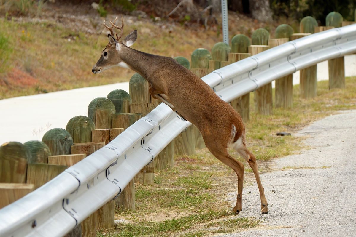 Ein Deer ( Hirsch ) beim Überqueren einer Straße mit Leitplanken in Fort Worth.