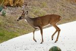 Ein Deer ( Hirsch ) beim Überqueren einer Straße mit Leitplanken in Fort Worth.