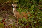 Ein Deer ( Hirsch ) nach erfolgreichen überqueren eines Straße Hindernisses mit Leitplanken in Fort Worth.