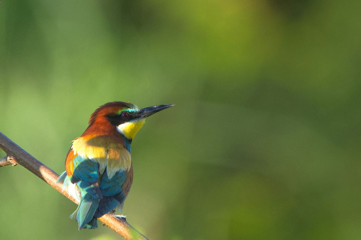 Bienenfresser legt eine kurze Pause ein