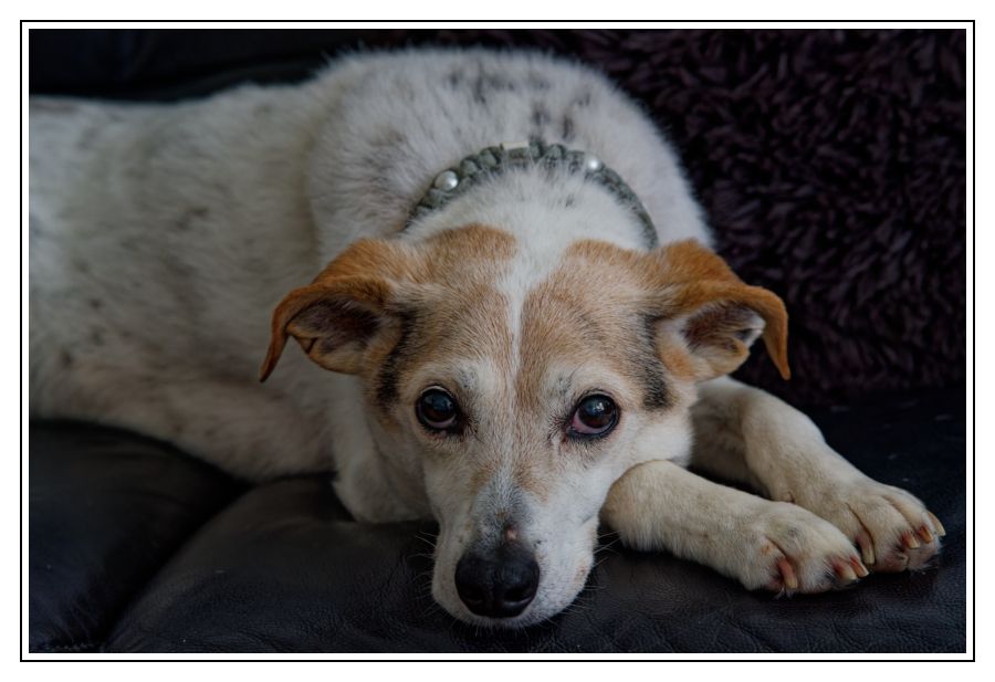 Sophia chillend auf der Couch