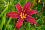 Nahaufnahmen einer Schönen rote Lilien (Lilium) mit gelber Füllung, aufgenommen in eigenen Garten.