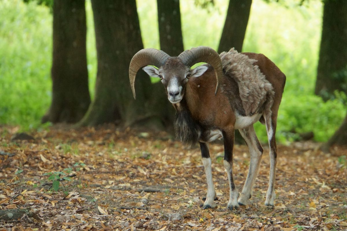 Im Naturpark Geras gesichtet.