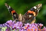 Ein Admiral (Vanessa atalanta) beim Saugen von  Nektar aus eine Blüte des Sommerflieders