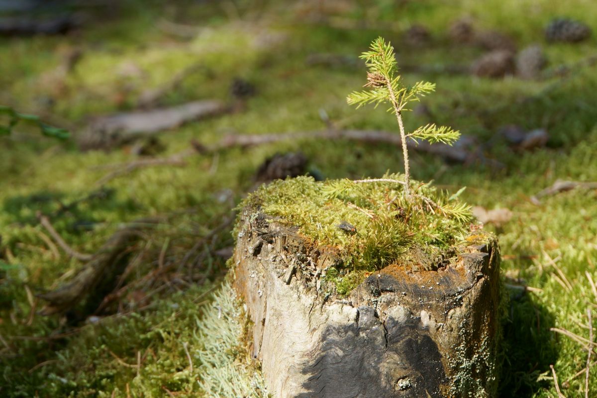 Naturpark Heidenreichstein