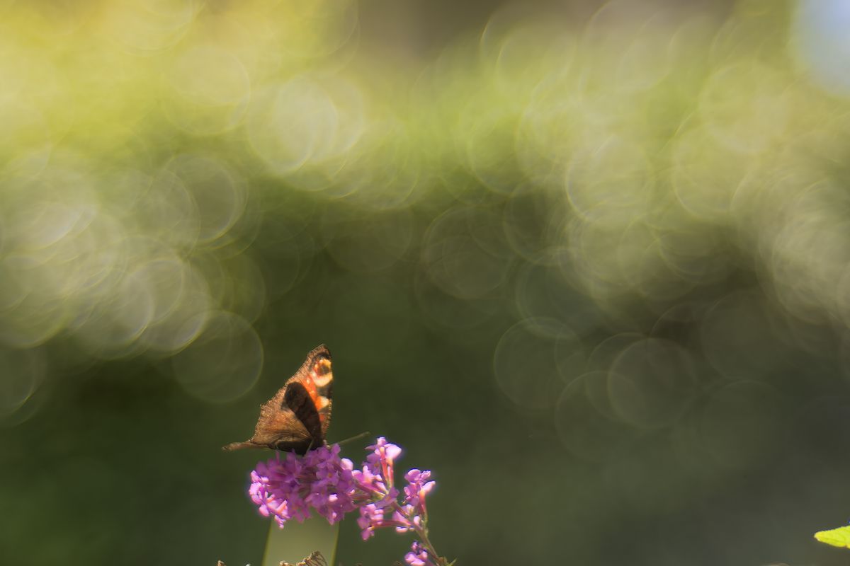 zum Ende des Sommers