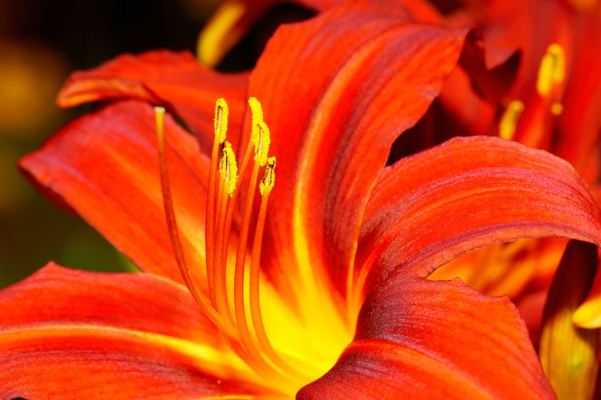 Die Makroaufnahmen einer Schönen rote Lilien (Lilium) mit gelber Füllung, aufgenommen in eigenen Garten.