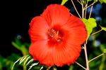 Eine Blüte des riesenblütigen Hibiskus, aufgenommen in heimischen Garten