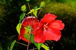 Zwei Blüten des riesenblütigen Hibiskus, aufgenommen in heimischen Garten