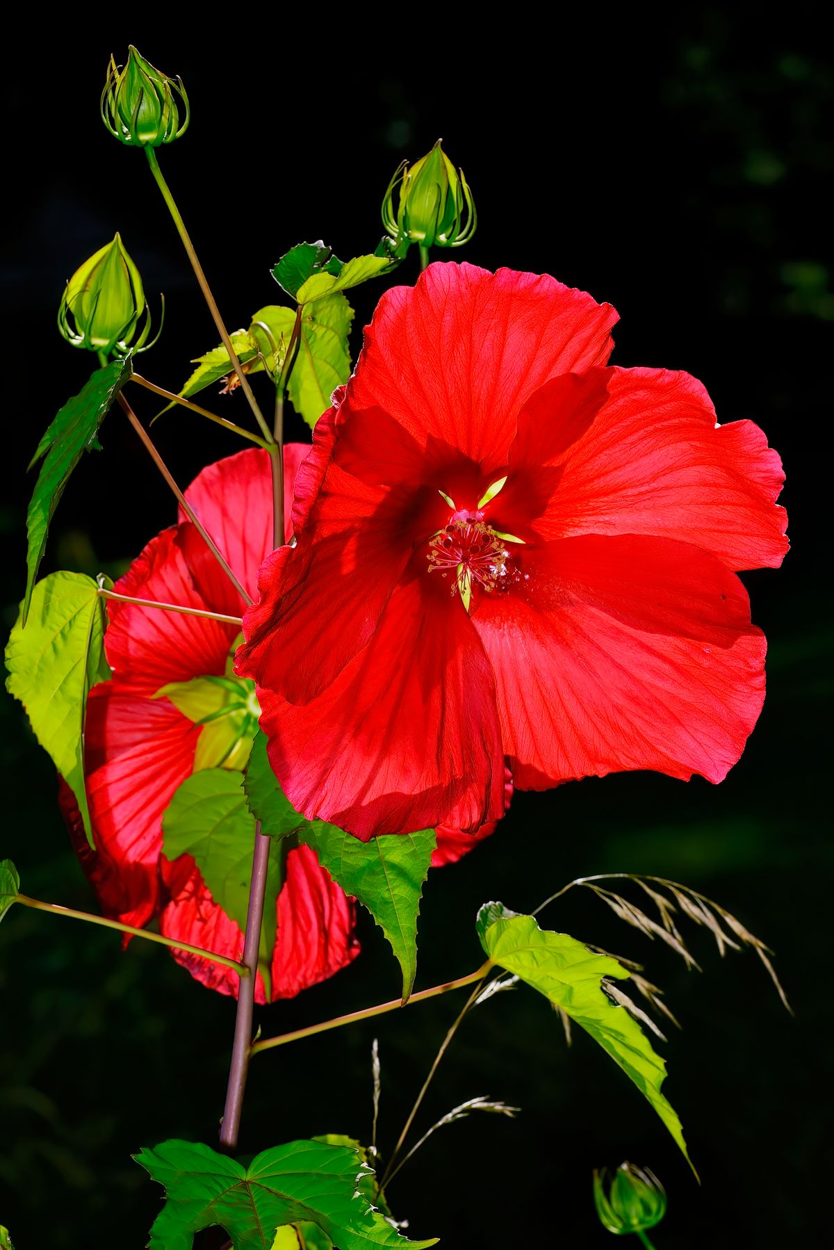 Zwei Blüten des riesenblütigen Hibiskus, aufgenommen in heimischen Garten