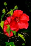 Zwei Blüten des riesenblütigen Hibiskus, aufgenommen in heimischen Garten