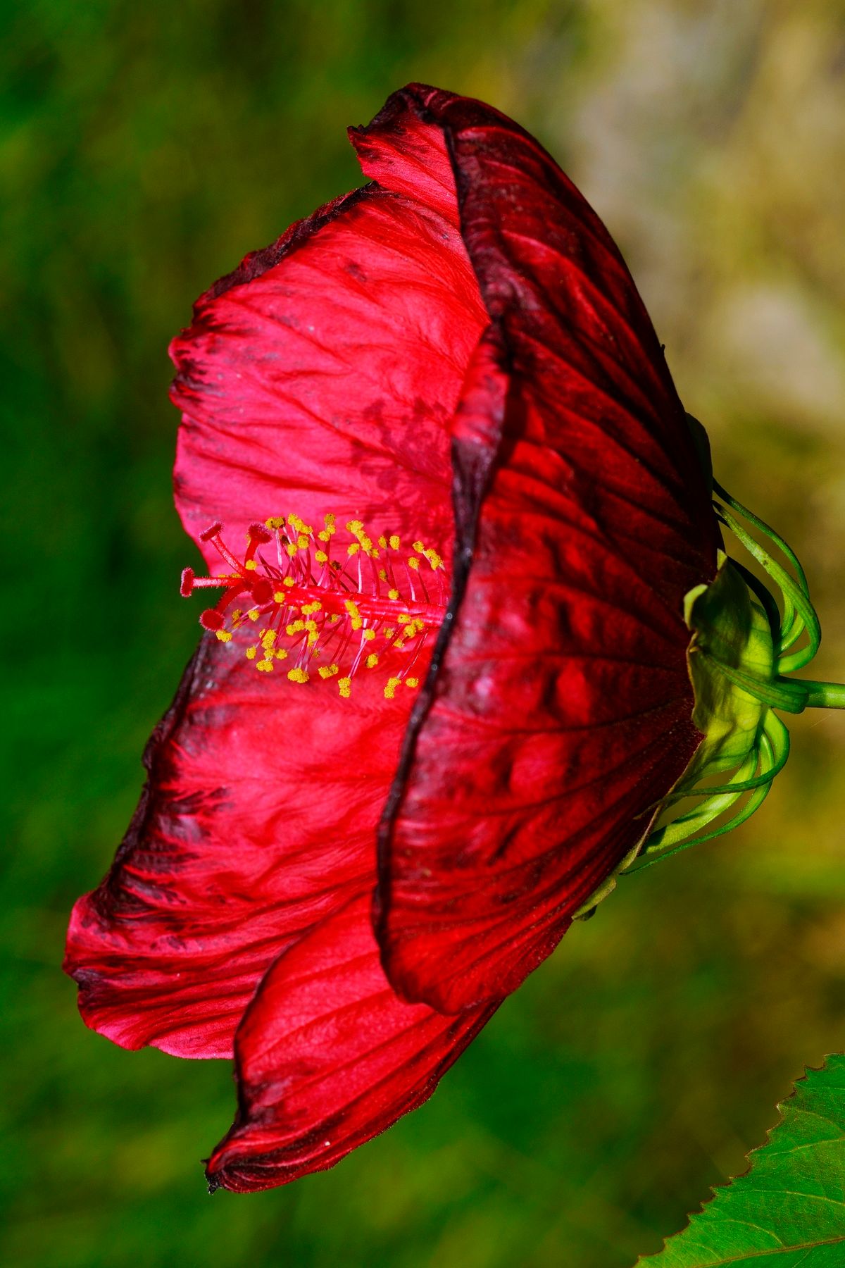 Eine Hibiskus Blüte mit ihren gelben Staubblätter und den roten Stempel, aufgenommen in heimischen Garten