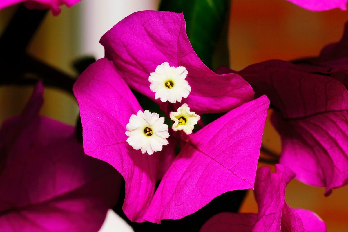 Bei der Bougainvillea, beherbergen  drei große Hochblätter, meistens drei kleine Blüten