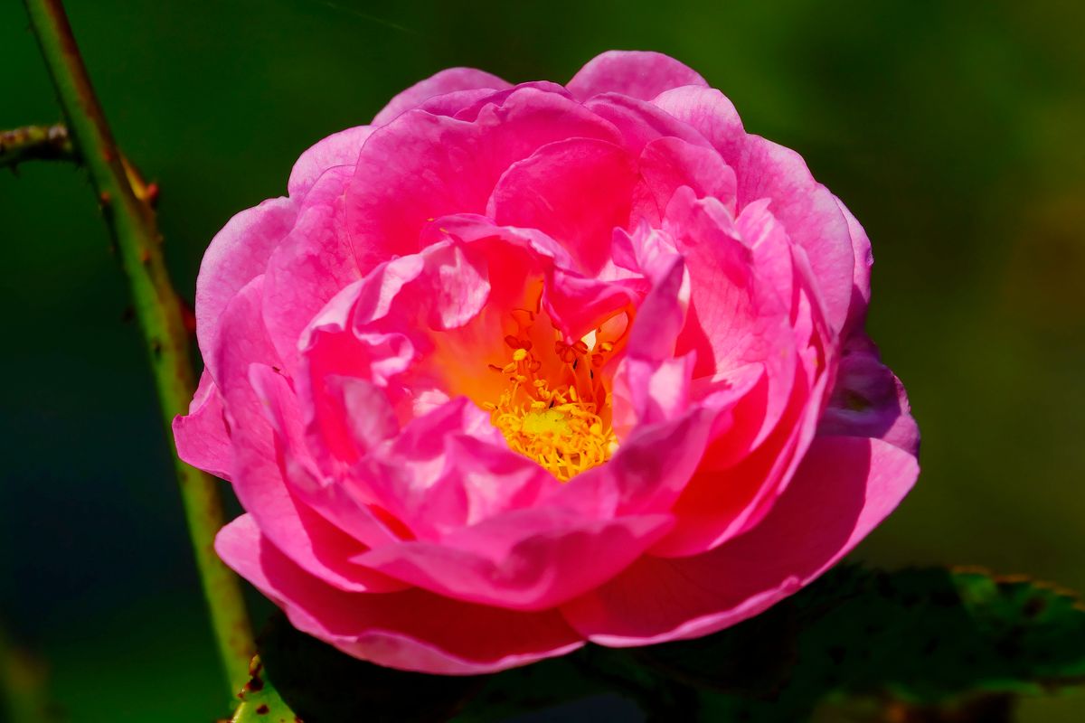 Eine rosa blühende Rose mit gelber Füllung, in Heimischen Garten aufgenommen