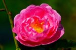 Eine rosa blühende Rose mit gelber Füllung, in Heimischen Garten aufgenommen