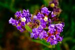 Die Blüten des Strandflieders, auch Meerlavendel genannt, aufgenommen in Heimischen Garten.