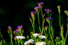 Aufgenommen in Heimischen Garten, die Blüten des Strandflieder. Der Wissenschaftlicher Name des Strandflieder lautet: Limonium