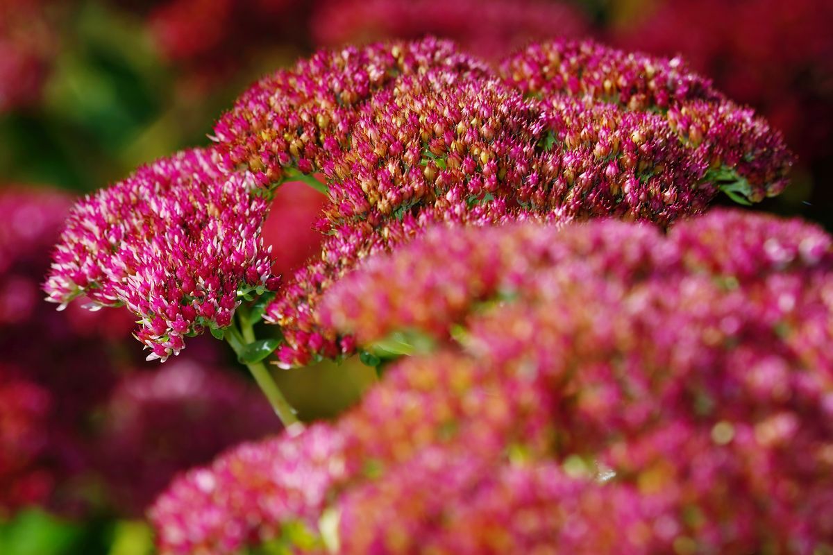 Die Große Fetthenne wird auch als Herbstfreude bezeichnet, aufgenommen in Heimischen Garten.