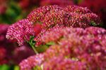 Die Große Fetthenne wird auch als Herbstfreude bezeichnet, aufgenommen in Heimischen Garten.