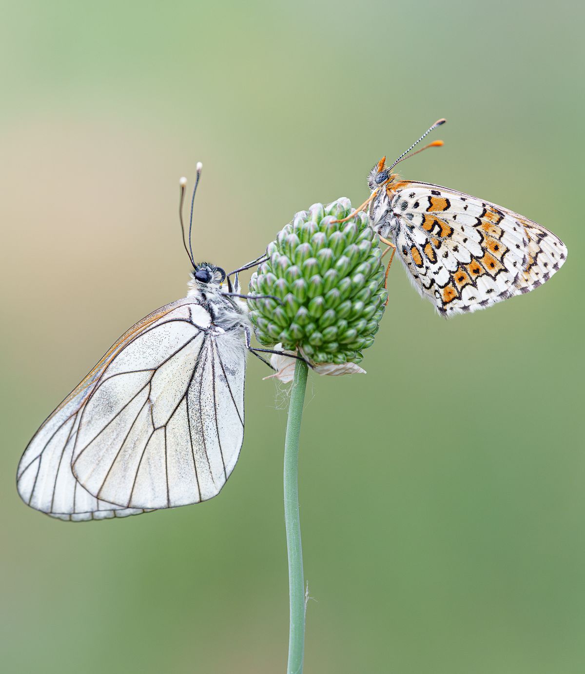 Mariposas