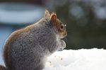 Sqirrel in the snow