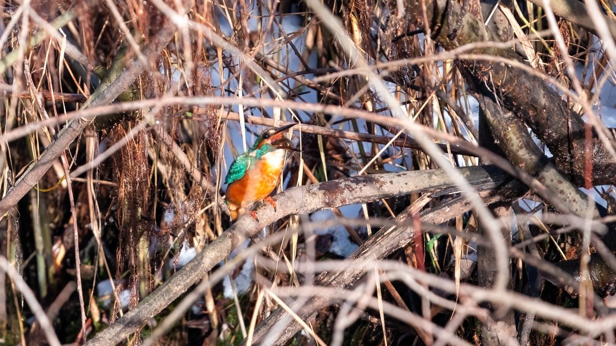 Eisvogel Männchen 600mm