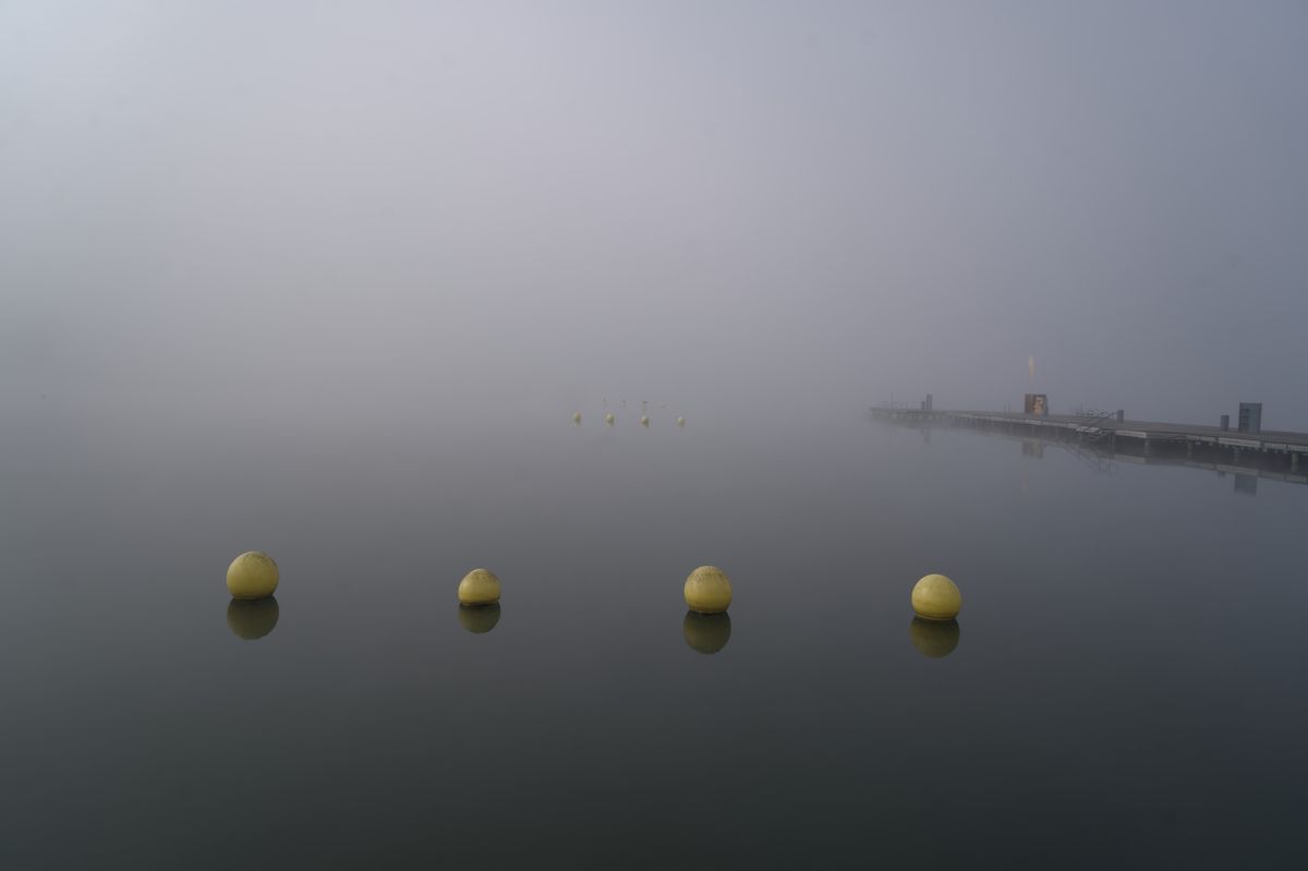 Die Vögel im Nebel, Wörthersee, (ein Suchbild)