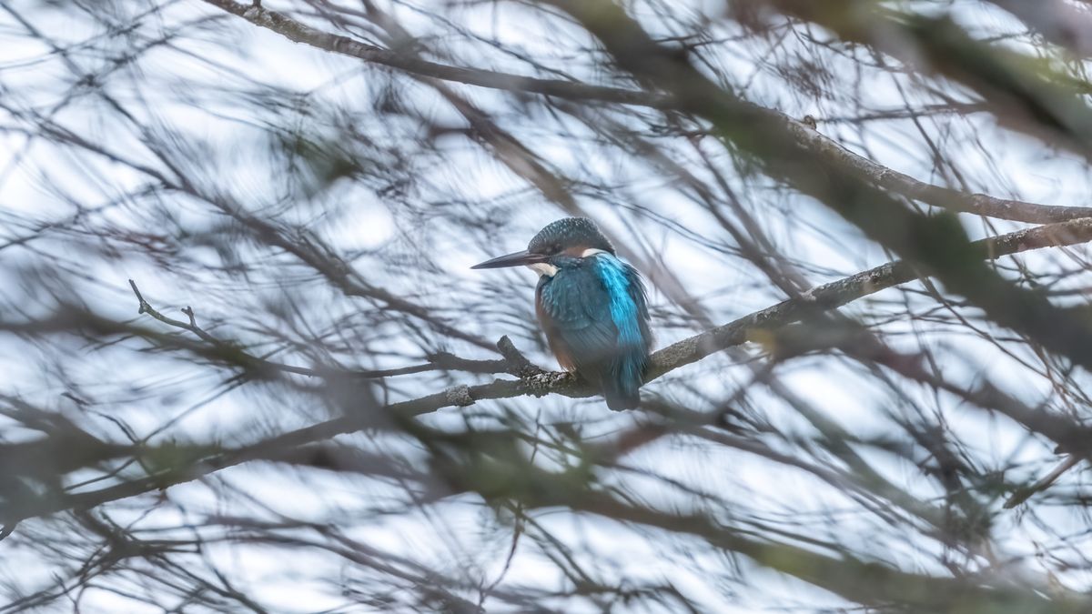 Eisvogel Männchen liebt Versteckspiele