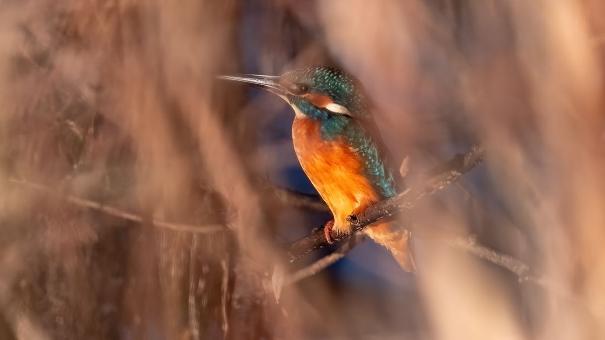 Eisvogel Männchen liebt Versteckspiele, 600mm aus weniger als 3 Meter Distanz