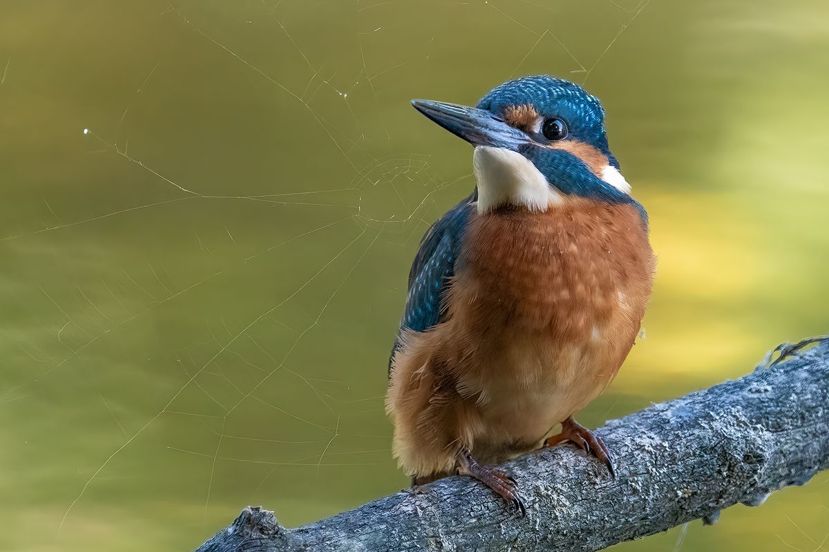 Eisvogel im Spinnennetz gefangen