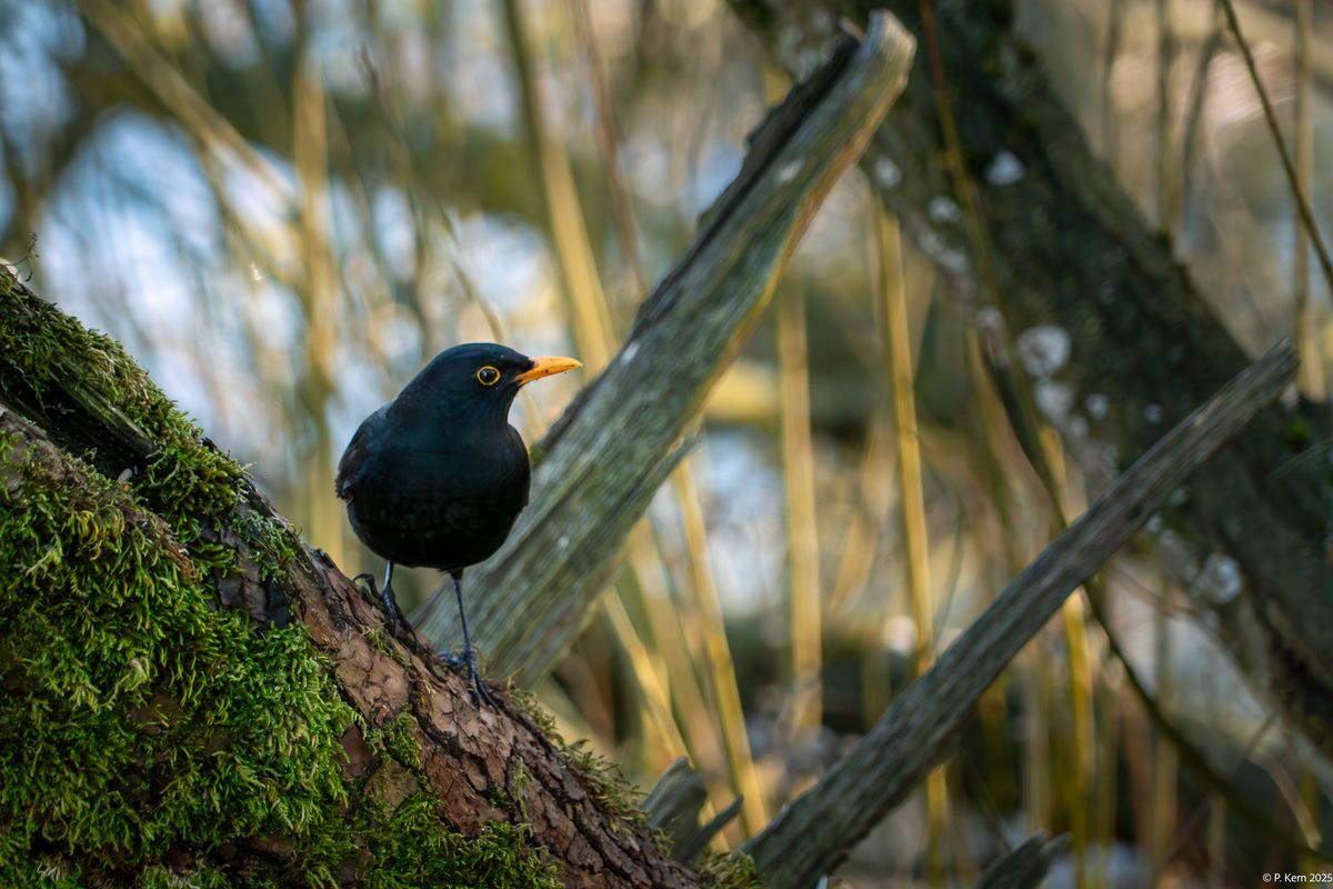 Amsel.jpg