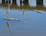 Reiher nutzt Alligator als Floß