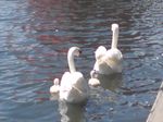 Swans in Peterborough