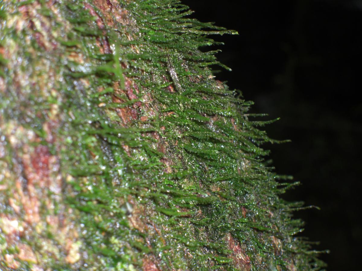 Mossy tree