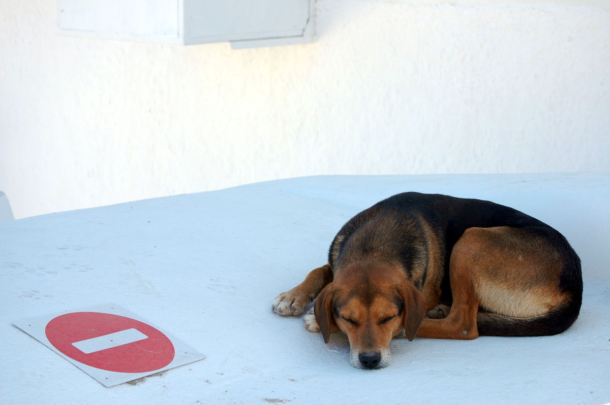 How hard is the life for an urban stray dog...