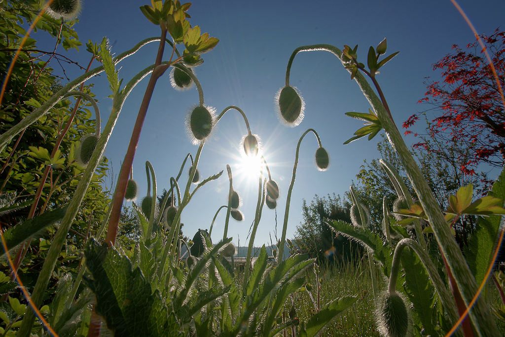 Unsere Mohnblumen im morgendlichen Sonnenlicht.
Mit Blende 22 ergeben sich die schönen sternförmigen Sonnenstrahlen