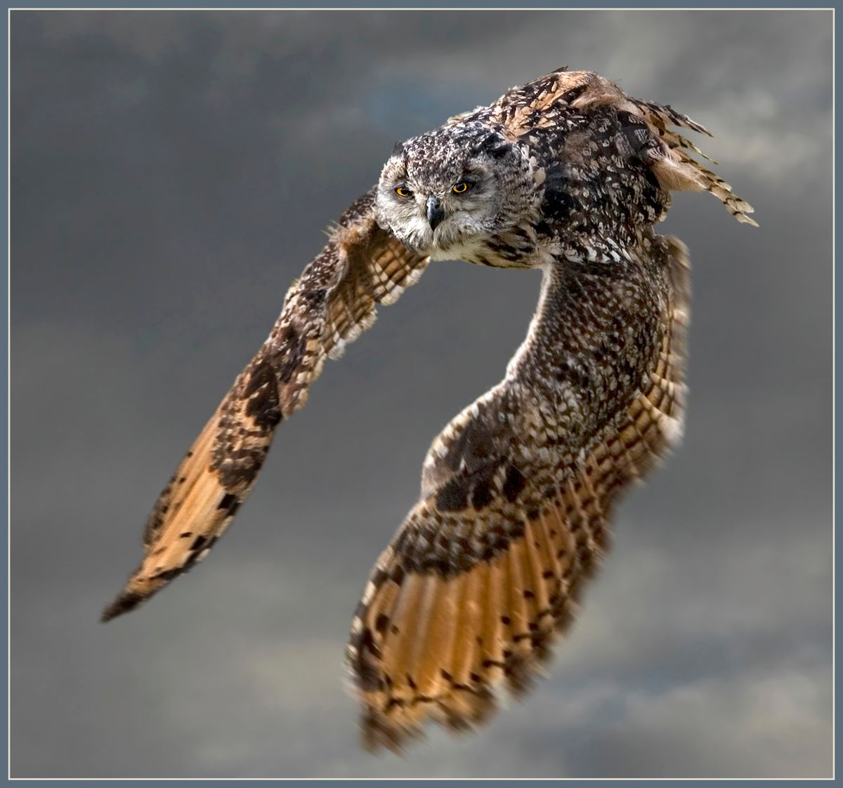 Bengal Eagle Owl