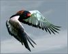 Bateleur eagle flying home.